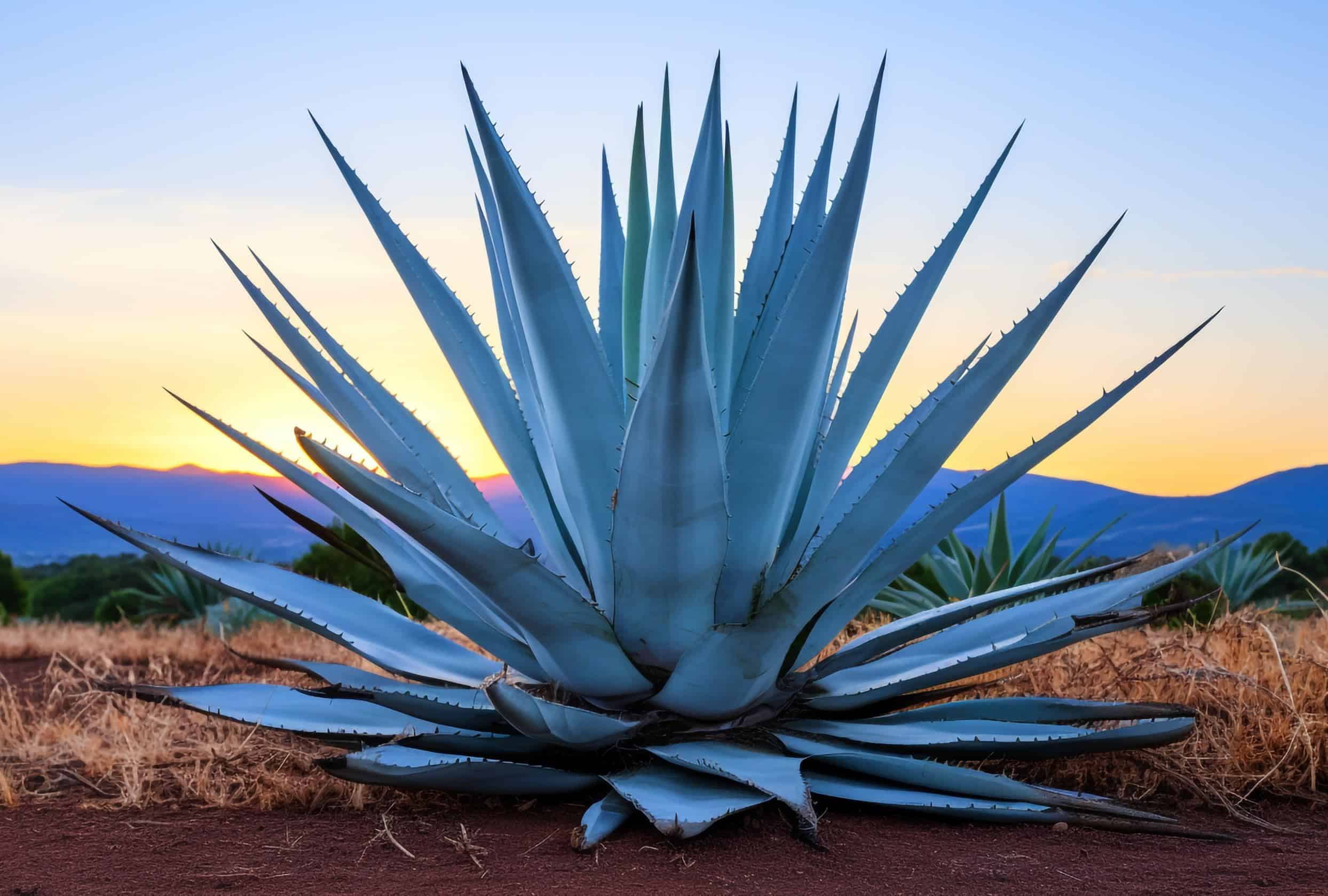 agave plants
