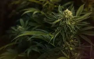 everything you need to know about todays most popular cannabis flower brands