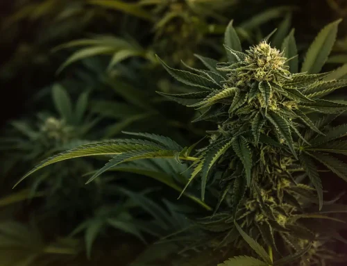 Everything You Need to Know About Today’s Most Popular Cannabis Flower Brands