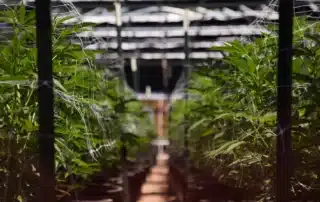 indoor vs outdoor cannabis flower differences explained for better buying decisions
