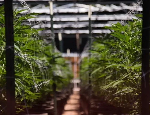 Indoor vs Outdoor Cannabis Flower Differences Explained for Better Buying Decisions