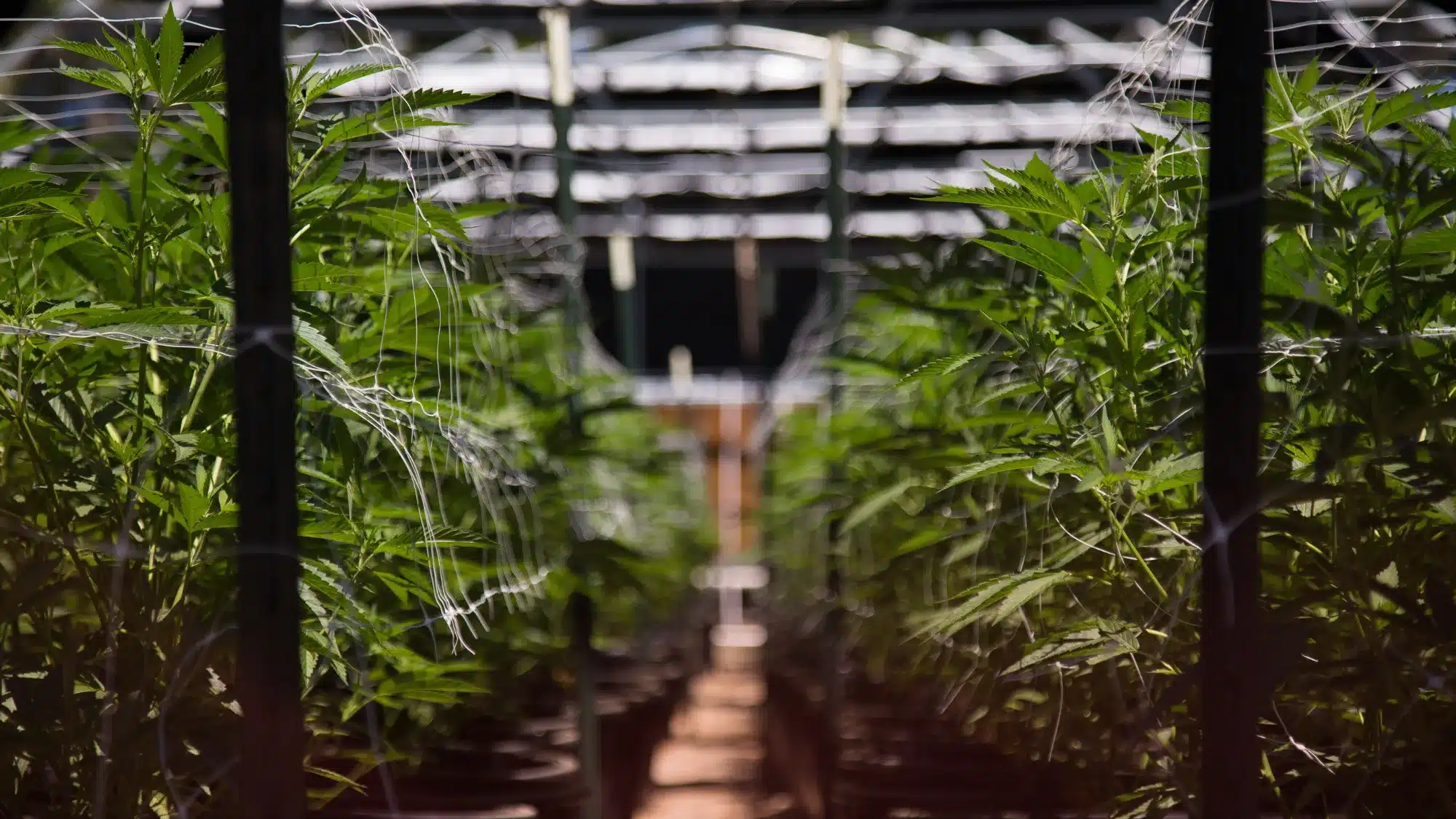 indoor vs outdoor cannabis flower differences explained for better buying decisions